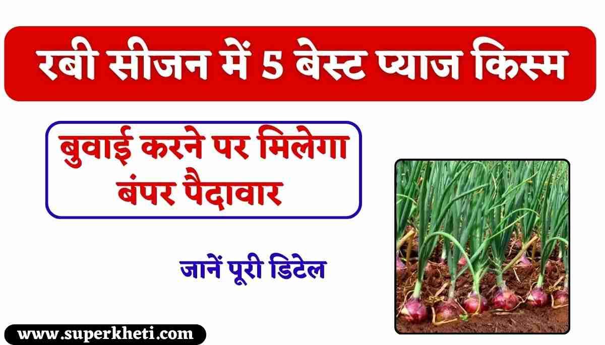 Onion 5 Top Variety Rabi season: रबी सीजन में 5 प्याज की सबसे अच्छी किस्म कौन सी है, जिसकी बुवाई करने पर मिलेगा बंपर पैदावार