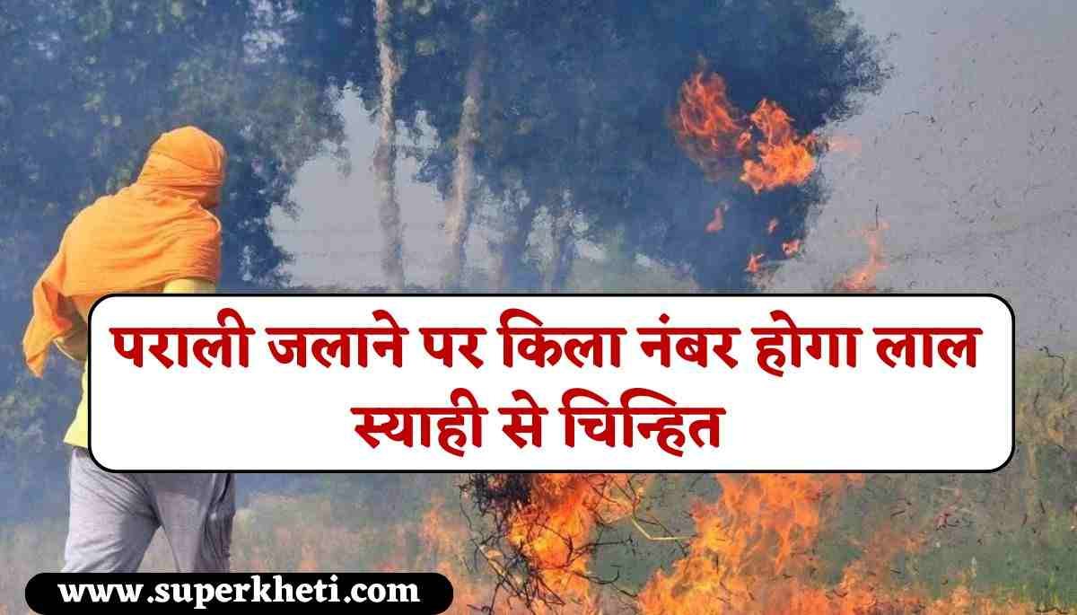 Paddy Crop Residue Management: धान के किसान ध्यान दें, पराली जलाने पर किला नंबर होगा लाल स्याही से चिन्हित, कृषि विभाग दी गई सलाह