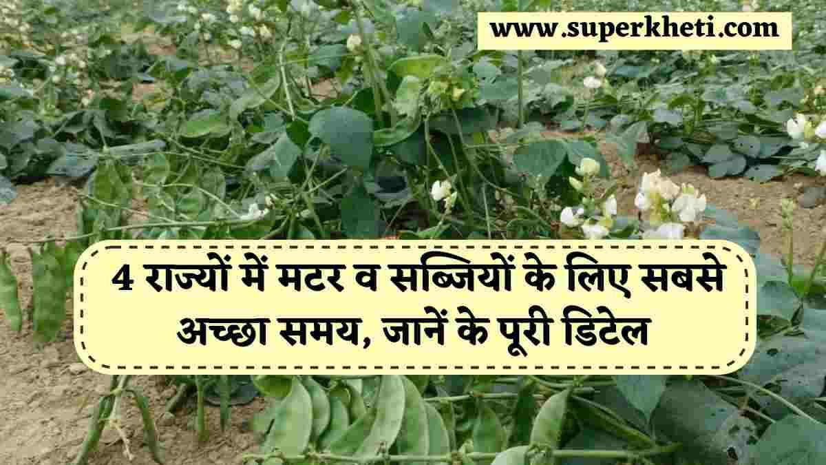 Rabi Season Crop Sowing: हरियाणा, यूपी के साथ 4 राज्यों में मटर व सब्जियों के लिए सबसे अच्छा समय, जानें के पूरी डिटेल