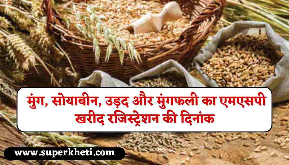 Rajasthan MSP Crop Purchase: प्रदेश के किसानों से मुंग, सोयाबीन, उड़द और मुंगफली का एमएसपी खरीद इस दिन से शुरू, जानें रजिस्ट्रेशन की दिनांक