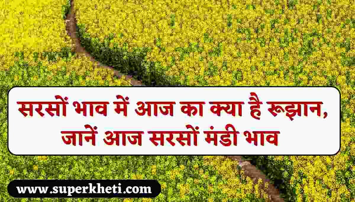 Sarso Rate 08 October 2024: सरसों भाव में आज का क्या है रूझान, जानें आज सरसों मंडी भाव