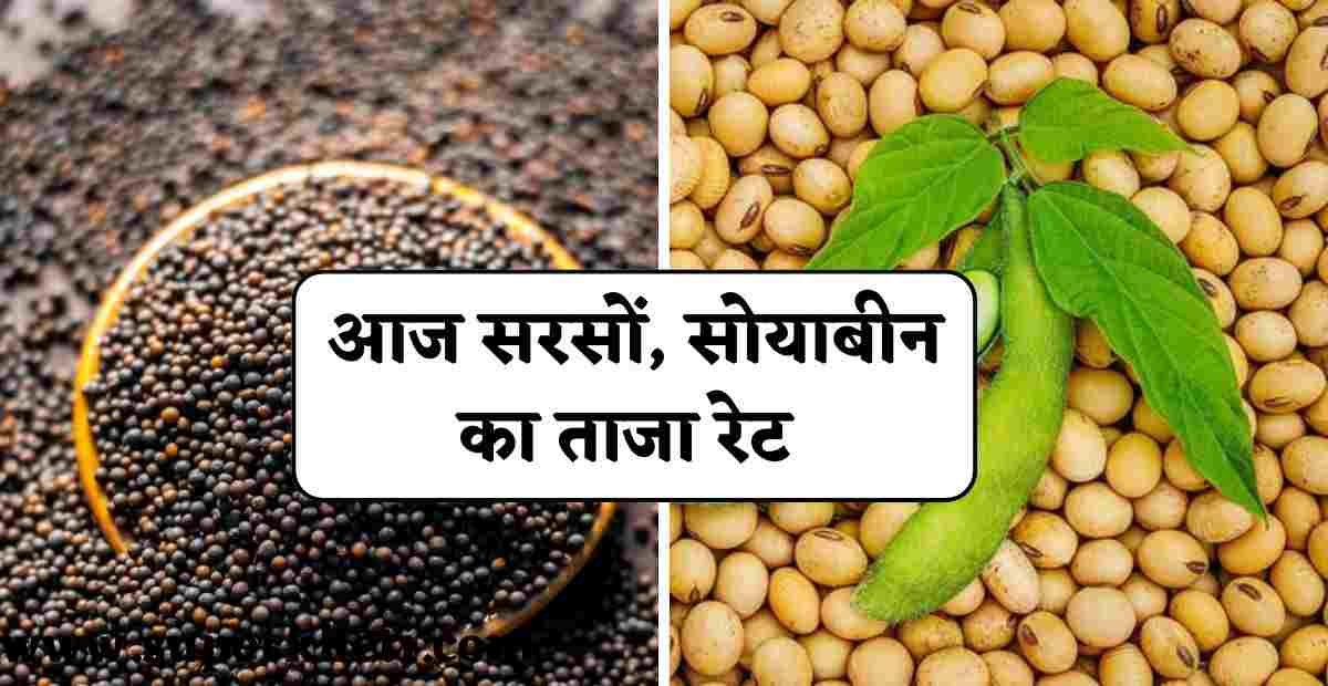 Sarso Soyabean Bhav Today: आज सरसों और सोयाबीन का रेट 19 अक्टूबर 2024 को कितना रहा 