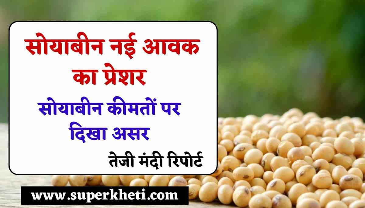 Soyabean Teji Mandi Report 2024/25: सोयाबीन नई आवक का प्रेशर, कीमतों पर दिखा असर, जानें सोयाबीन भाव तेजी मंदी रिपोर्ट