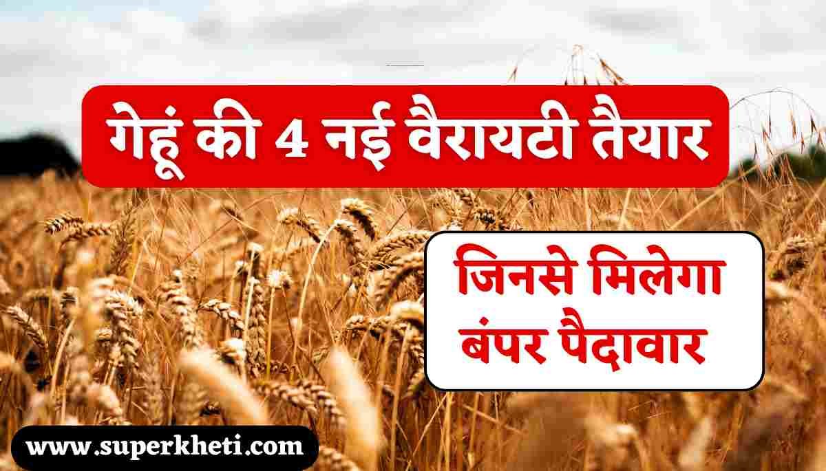 Wheat 4 New Variety: गेहूं के किसान जानें गेहूं की 4 नई वैरायटी कौन सी है, जिनसे मिलेगा बंपर पैदावार