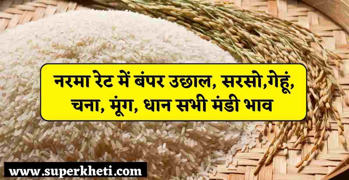 अनाज मंडी भाव 17 अक्टूबर 2024: नरमा रेट में बंपर उछाल, सरसो,गेहूं, चना, मूंग, धान हरियाणा, राजस्थान सभी मंडी भाव 