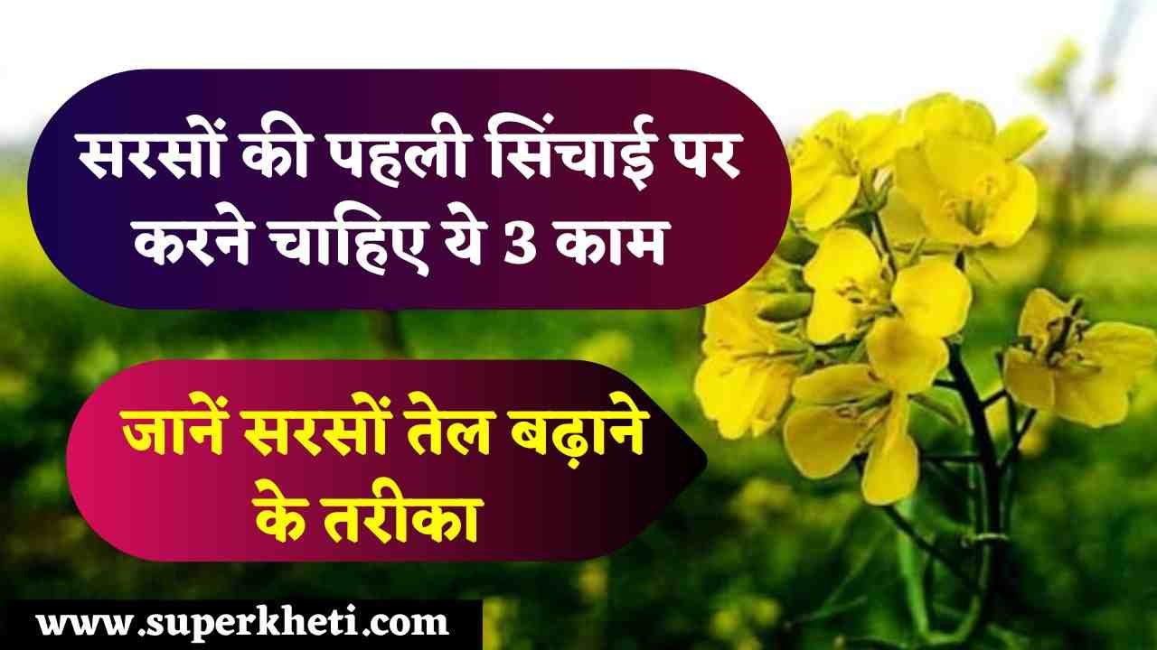 किसानों को सरसों की पहली सिंचाई पर करने चाहिए ये 3 काम, जानें सरसों तेल बढ़ाने के तरीका