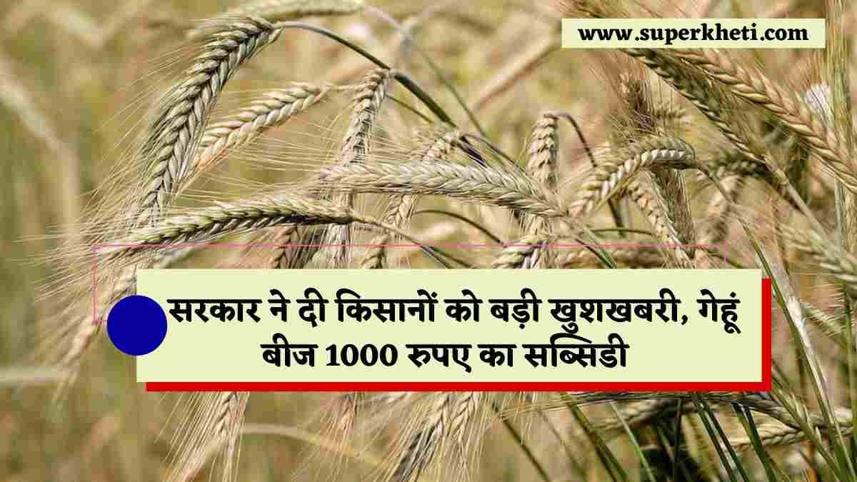 गेहूं की बुवाई से पहले सरकार ने दी किसानों को बड़ी खुशखबरी, गेहूं बीज पर 1000 रुपए का सब्सिडी देने का फैसला