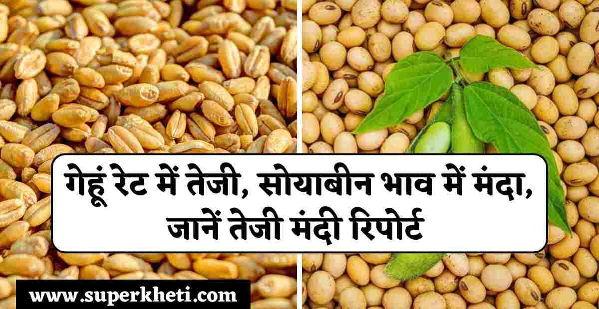 गेहूं रेट में तेजी, सोयाबीन भाव में मंदा, आगे गेहूं, सोयाबीन का भाव बढ़ेगा या घटेगा, जानें तेजी मंदी रिपोर्ट