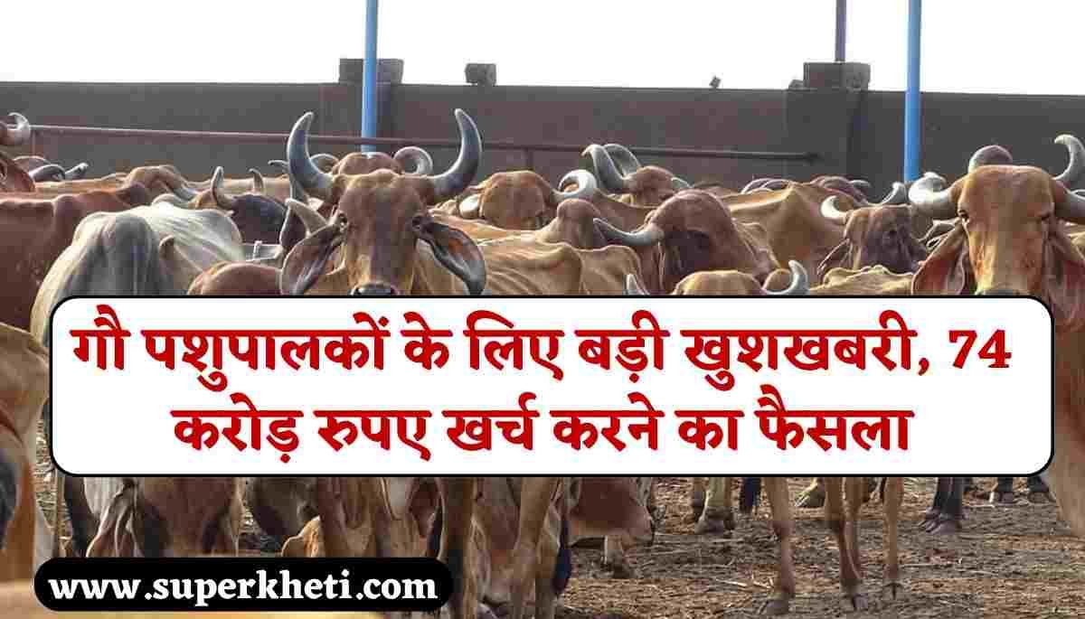 गौ पशुपालकों के लिए बड़ी खुशखबरी, मुख्यमंत्री ने लिया इस योजना में 74 करोड़ रुपए खर्च करने का फैसला, Nand Baba Milk Mission Update