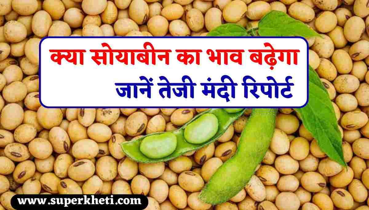 Soybean Bhavishya 2024/25: सोयाबीन का भविष्य क्या रहेगा, क्या सोयाबीन का भाव बढ़ेगा