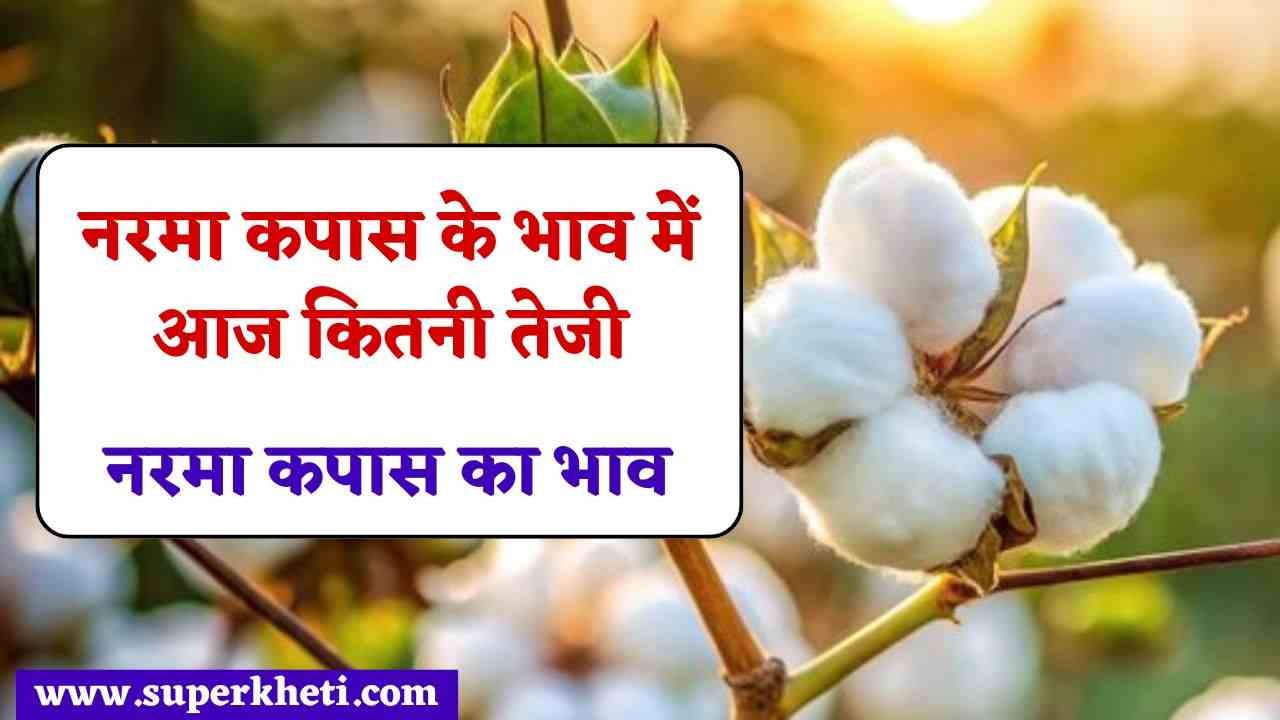 नरमा भाव 14 अक्टूबर 2024: नरमा कपास के भाव में आज कितनी तेजी, जानें ताजा नरमा कपास का भाव 
