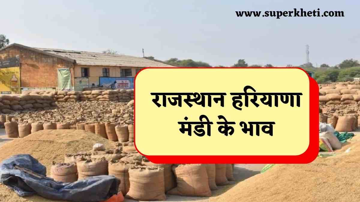 मंडी भाव 29 अक्टूबर 2024: सरसो भाव में तेजी, नरमा कपास में मंदा, मूंग, मोठ, ग्वार सभी मंडी भाव 
