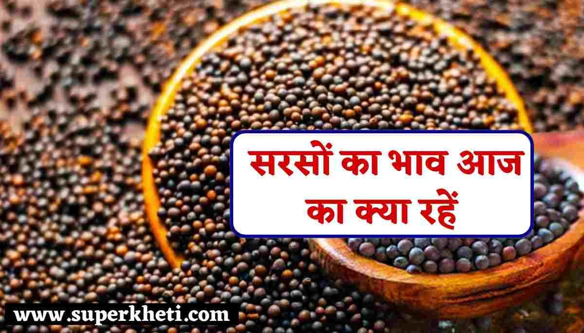सरसों का भाव आज का 15 अक्टूबर 2024: हरियाणा, राजस्थान, यूपी, एमपी व अन्य राज्यों के भाव 