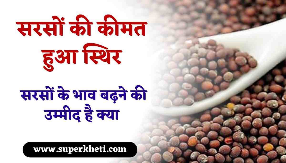 सरसों कीमत हुआ स्थिर, सरसों के भाव बढ़ने की उम्मीद है क्या, जानें सरसों रेट तेजी मंदी रिपोर्ट 