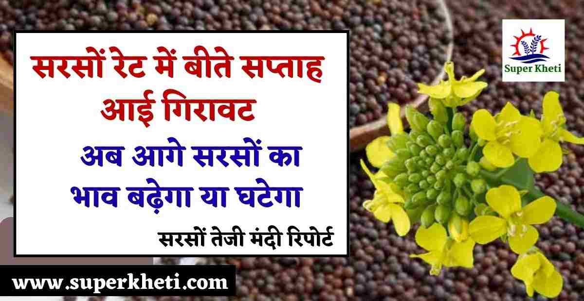 सरसों रेट में बीते सप्ताह बड़ी गिरावट, अब आगे सरसों का भाव बढ़ेगा या घटेगा , जानें सरसों तेजी मंदी रिपोर्ट