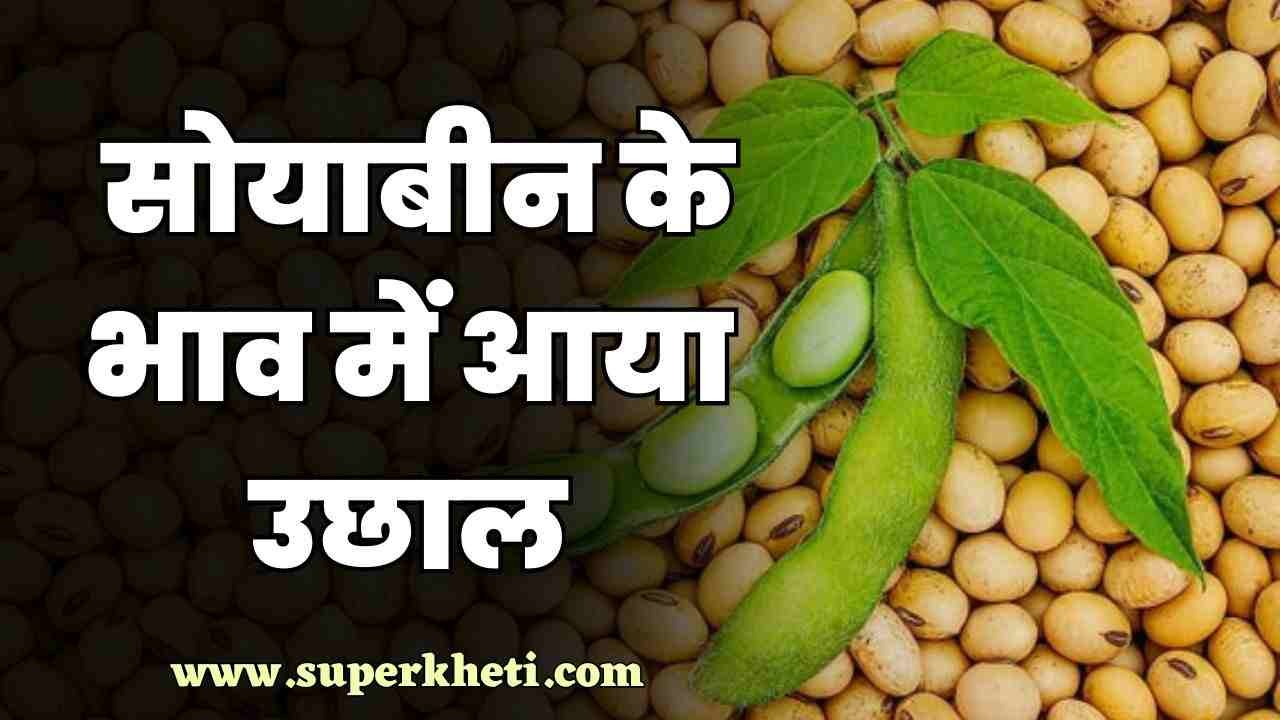 Aaj Ka Soybean Mandi Bhav: सोयाबीन भाव 26 नवंबर 2024 को आया उछाल, जानें आज सभी मंडियों में सोयाबीन का रेट 