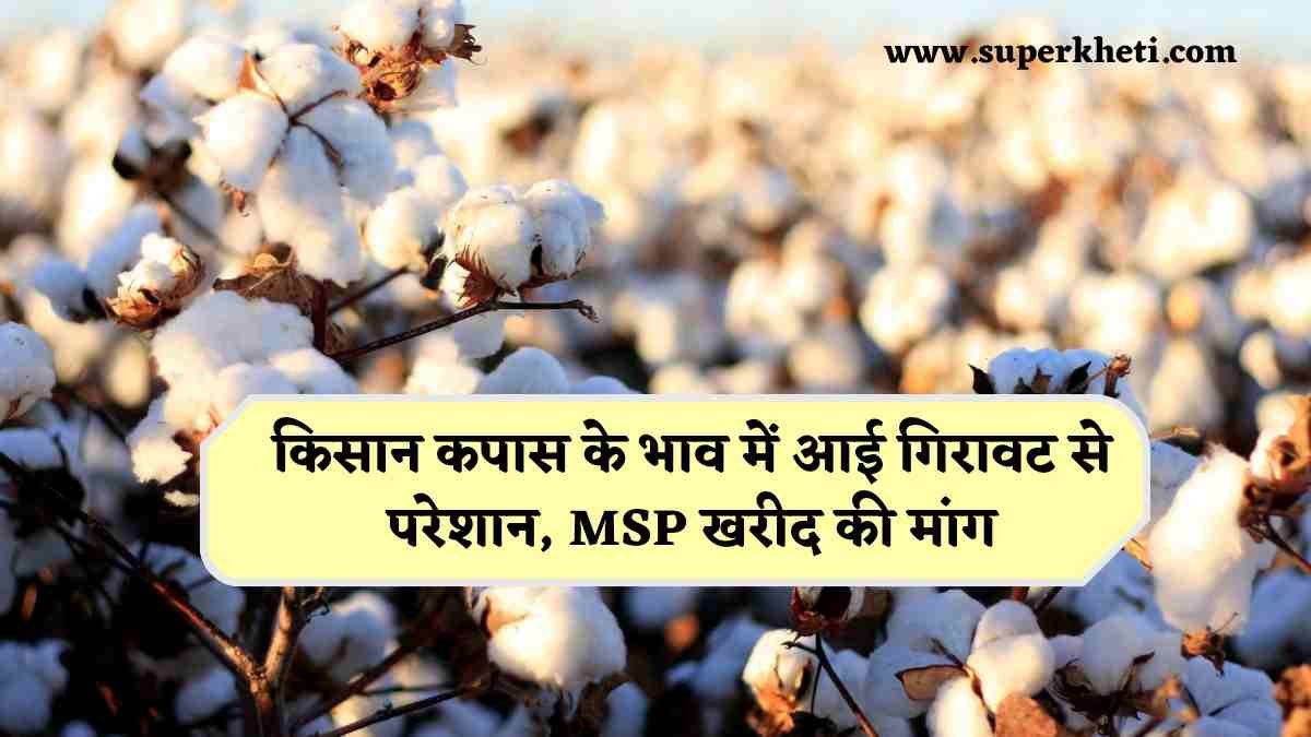 Cotton Price Update: किसान कपास के भाव में आई गिरावट से परेशान, कर रहे MSP खरीद व आयात पर प्रतिबंध लगाने की मांग