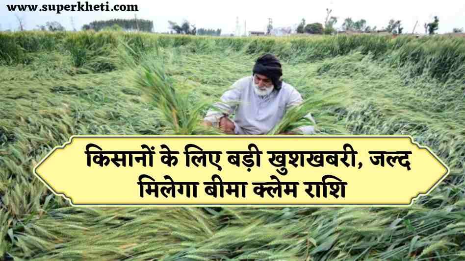 Crop Insurance Claim Update: प्रदेश के किसानों के लिए बड़ी खुशखबरी, कृषि मंत्री ने दिए निर्देश, जल्द मिलेगा 77 करोड़ से अधिक का बीमा क्लेम राशि