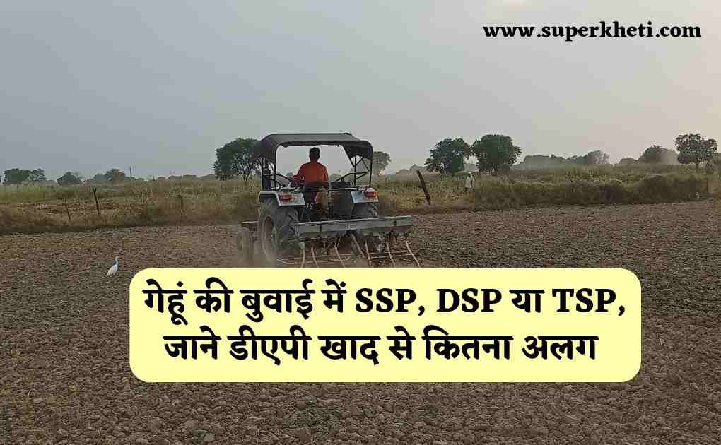 DAP And SSP Difference: किसान गेहूं की बुवाई में डाल रहे हैं डीएपी की जगह SSP, DSP या TSP, जाने डीएपी खाद से कितना अलग 