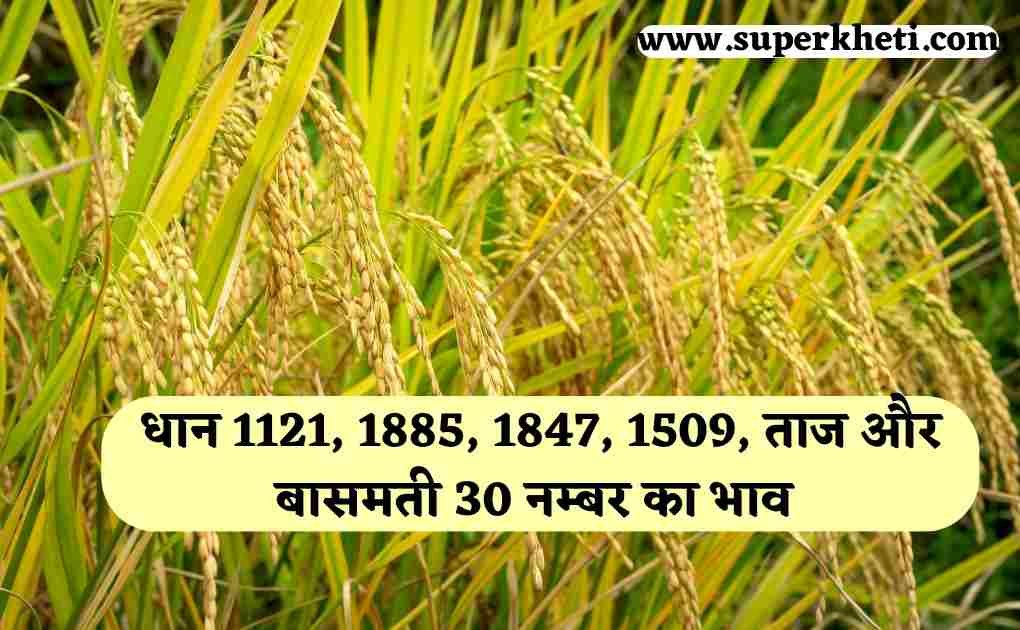 Dhan Mandi Rates 15 November: आज धान 1121, 1885, 1847, 1509, ताज और बासमती 30 नम्बर का भाव 