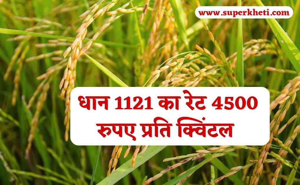 Dhan Rate Today 17 November: धान 1121 का रेट 4500 रुपए प्रति क्विंटल, जानें ताज, सुगंधा शरबती,1718, सभी अनाज मंडी भाव 