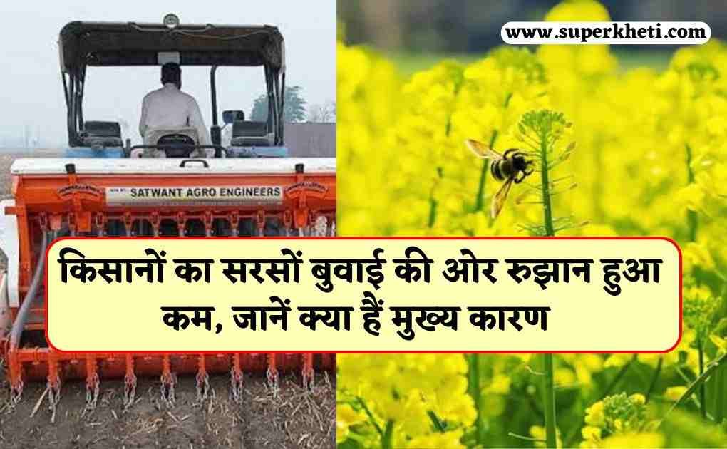 Farmers Sowing Mustard: सरसों की कीमत MSP से अधिक, फिर भी किसानों का सरसों बुवाई की ओर रुझान हुआ कम, जानें क्या हैं मुख्य कारण