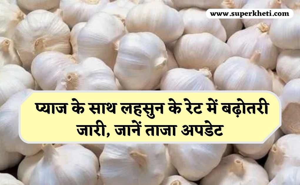 Garlic Rate Update: प्याज के साथ लहसुन के रेट में बढ़ोतरी जारी, जानें ताजा अपडेट