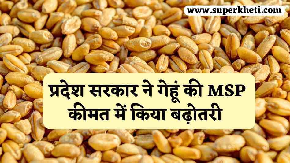 Gehu MSP Rate Hike: प्रदेश सरकार ने गेहूं की MSP कीमत में किया बढ़ोतरी, बेचने से पहले पोर्टल पर अभी करें रजिस्ट्रेशन, जानें नया न्यूनतम समर्थन मूल्य