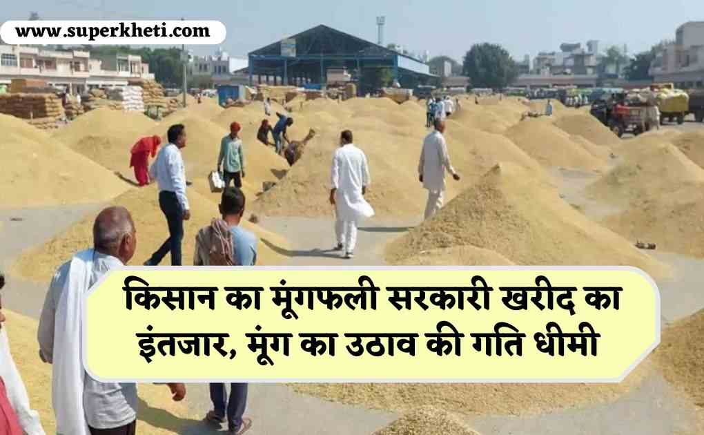 Groundnut MSP Purchase News: किसान का मूंगफली सरकारी खरीद का इंतजार, मूंग का उठाव की गति धीमी, जानें पूरी डिटेल