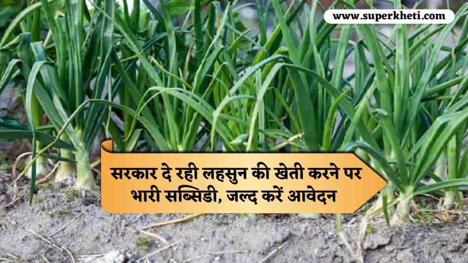 Lahsun Farmers Subsidy: प्रदेश सरकार दे रही लहसुन की खेती करने पर भारी सब्सिडी, जल्द करें आवेदन