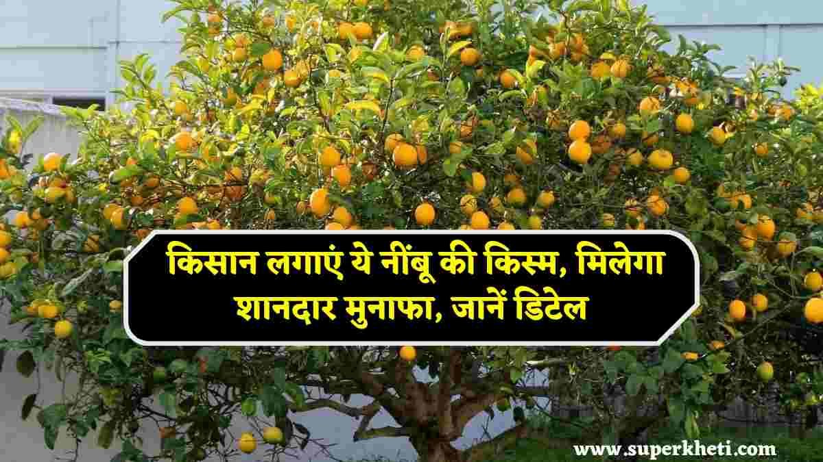 Lemon Variety Thar Vaibhav: किसान लगाएं ये नींबू की किस्म, मिलेगा शानदार मुनाफा, जानें पूरी डिटेल