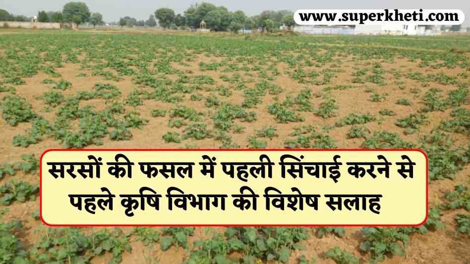 Mustard Crop Collar Rot: सरसों की फसल में पहली सिंचाई करने से पहले जान ले यह रिपोर्ट, नहीं तो होगा किसानों को भारी नुकसान, कृषि विभाग की विशेष सलाह 