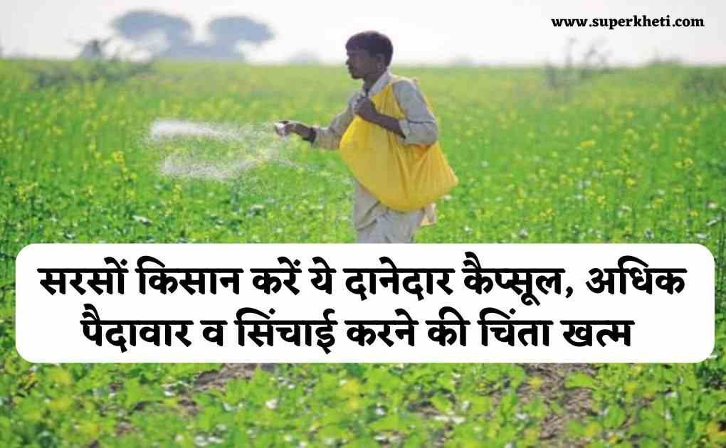 Mustard Farming Hydrogel: सरसों के किसान इस्तेमाल करें ये दानेदार कैप्सूल, मिलेगा अधिक पैदावार व सिंचाई करने की चिंता खत्म