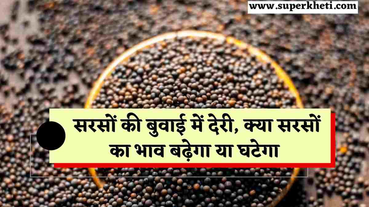 Mustard Price Report: गर्म मौसम से सरसों की बुवाई में देरी, क्या सरसों का भाव बढ़ेगा या घटेगा, जानें सरसों तेजी मंदी रिपोर्ट