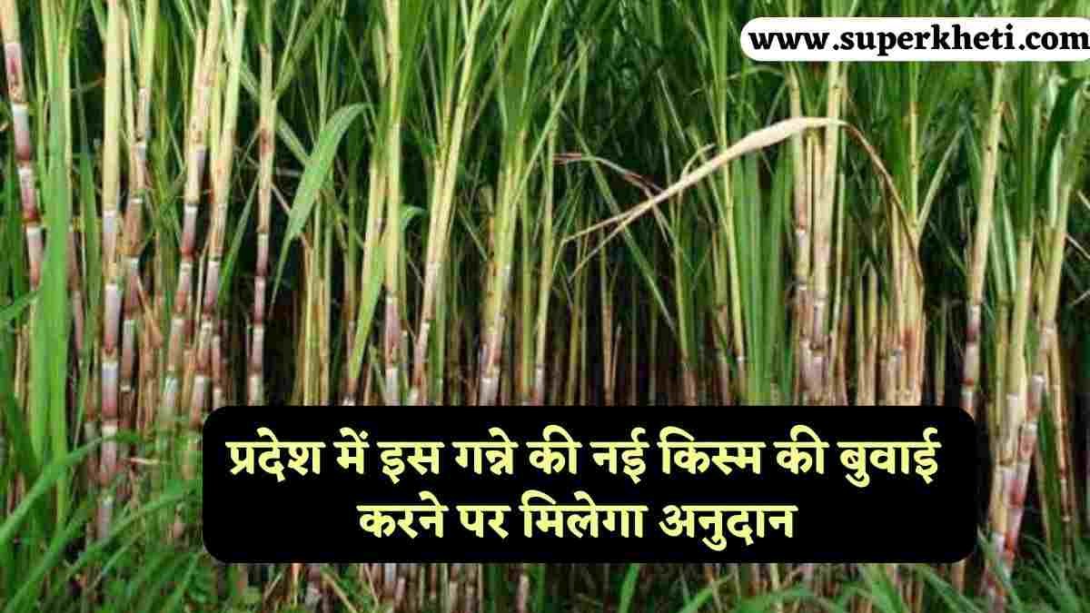 New Variety Sugarcane CO-15023: गन्ना किसानों के लिए खुशखबरी, प्रदेश में इस गन्ने की नई किस्म की बुवाई करने पर मिलेगा अनुदान