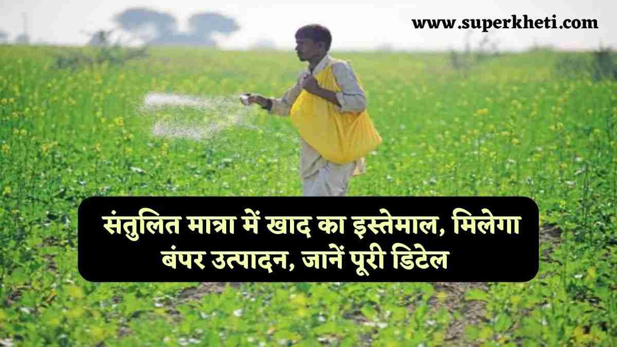 Rabi Crop Fertilizer Dose: गेहूं की फसल में किसान करें संतुलित मात्रा में खाद का इस्तेमाल, मिलेगा बंपर उत्पादन, जानें पूरी डिटेल 