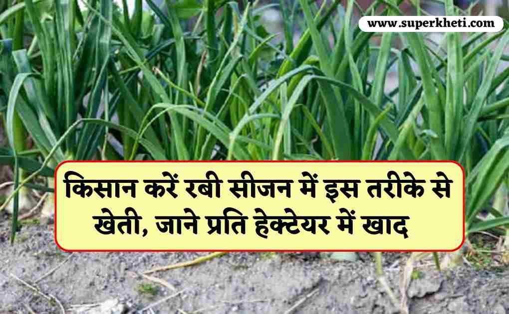 Rabi Season Onion Farming: किसान करें रबी सीजन में इस तरीके से खेती, जाने प्रति हेक्टेयर में खाद व कितने पौधे की होगी आवश्यकता