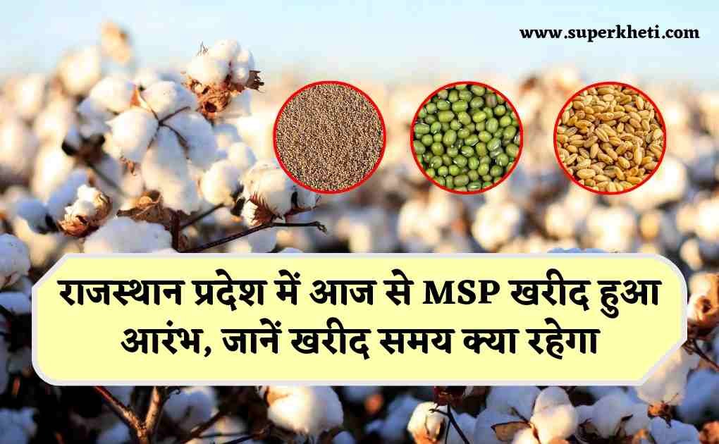 Rajasthan MSP Purchase Started: राजस्थान प्रदेश में आज से MSP खरीद हुआ आरंभ, जानें सुबह से लेकर शाम तक का खरीद समय क्या रहेगा