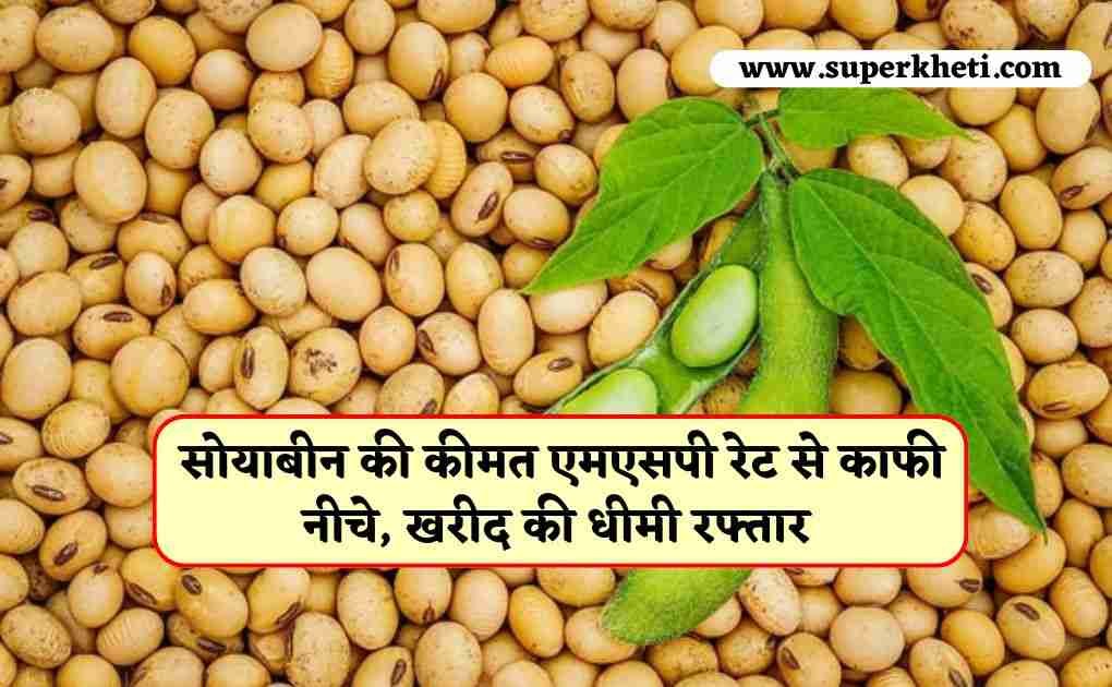 Soybean Price Update: सोयाबीन की कीमत एमएसपी रेट से काफी नीचे, सरकारी खरीद की धीमी रफ्तार, जानें पूरी डिटेल