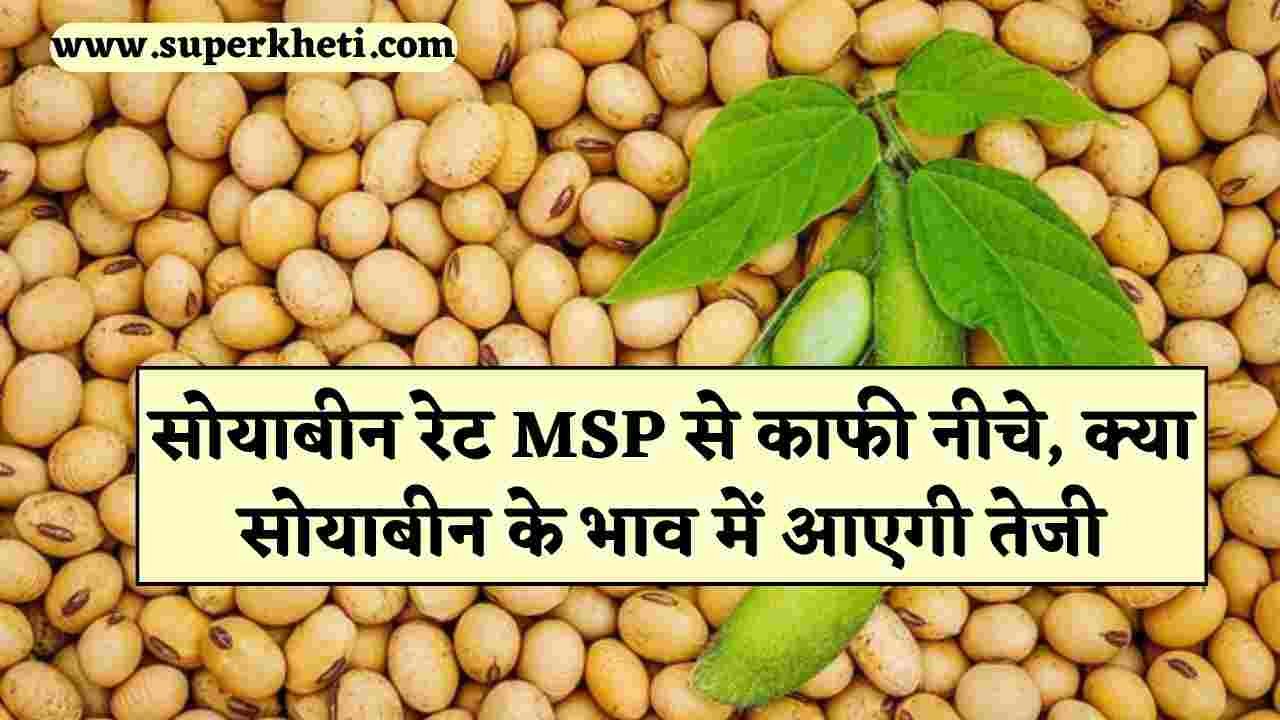 Soybean Price Update: सोयाबीन रेट MSP से काफी नीचे, क्या सोयाबीन के भाव में आएगी तेजी, जाने सोयाबीन रेट रिपोर्ट