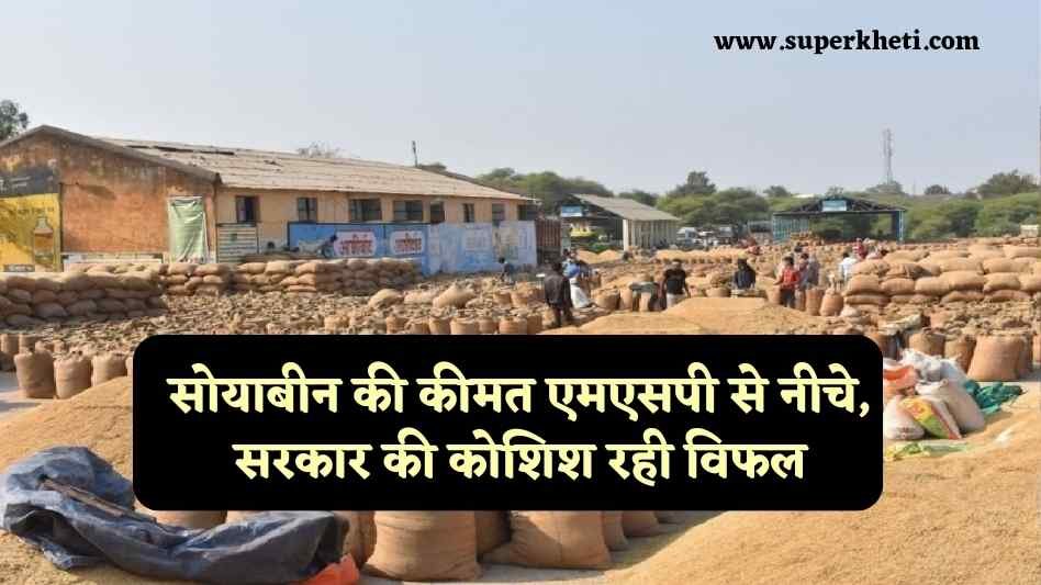 Soybean Rate Less MSP: सोयाबीन की कीमत चल रही एमएसपी से नीचे, सरकार की सभी कोशिश रही विफल, जानें पूरी खबर