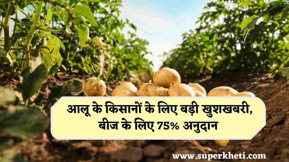 Subsidy Kufri Chipsona 1 Potato: आलू के किसानों के लिए बड़ी खुशखबरी, बीज के लिए 75% अनुदान, जानें किसको मिलेगा लाभ