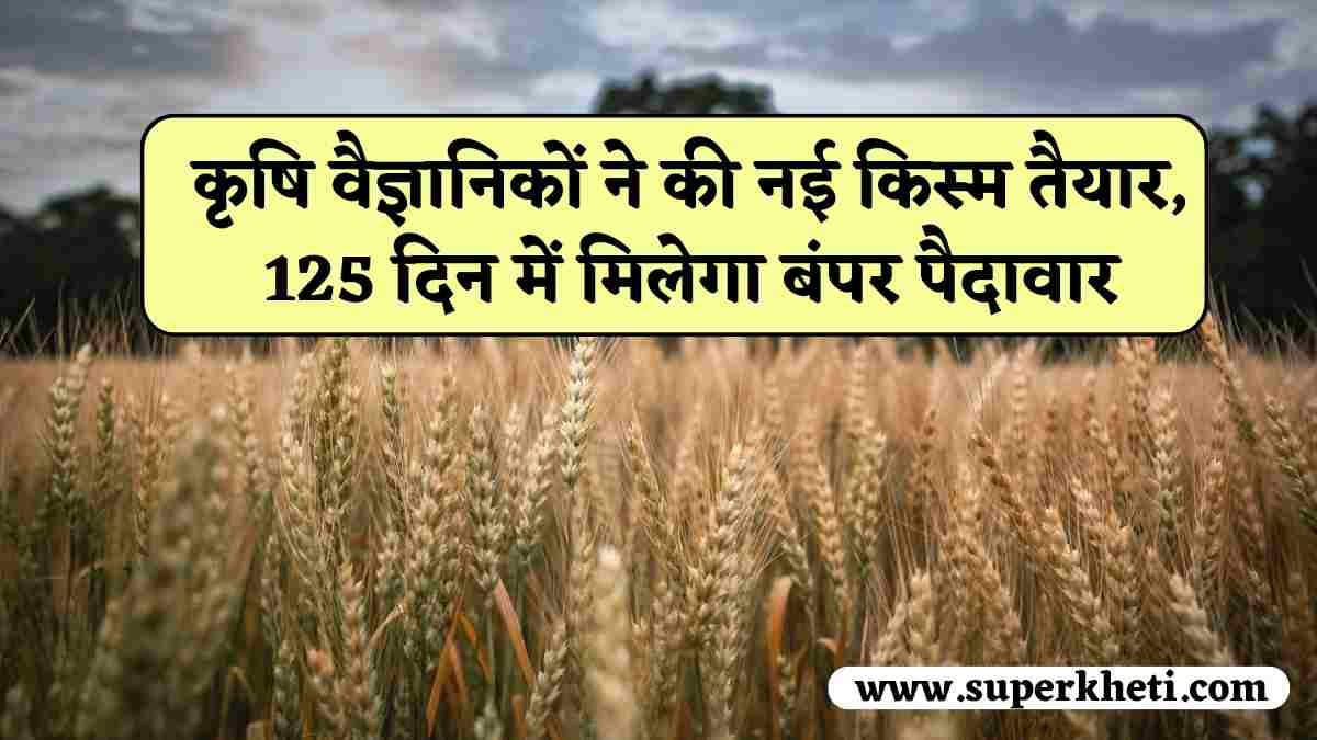 Wheat New Variety K-2010: कृषि वैज्ञानिकों ने की गेहूं की नई किस्म तैयार, 125 दिन में मिलेगा बंपर पैदावार