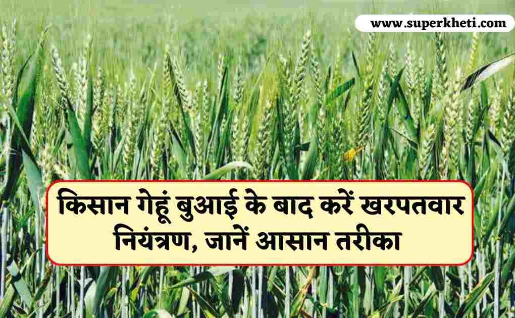 Wheat Weed Control: किसान गेहूं बुआई के बाद करें खरपतवार नियंत्रण, जानें बेस्ट और आसान तरीका