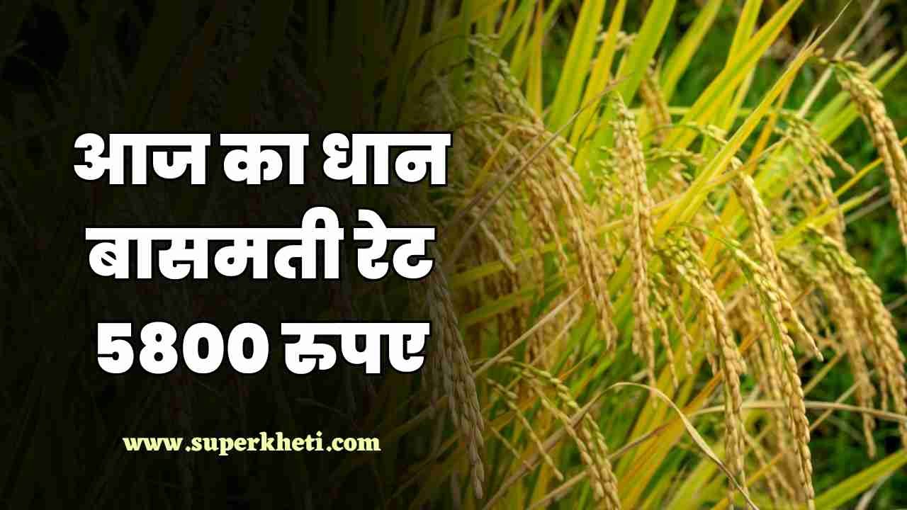 आज का धान का भाव 26 नवंबर 2024: धान बासमती रेट 5800 रुपए प्रति क्विंटल के पार, जानें आज धान मंडी का रेट