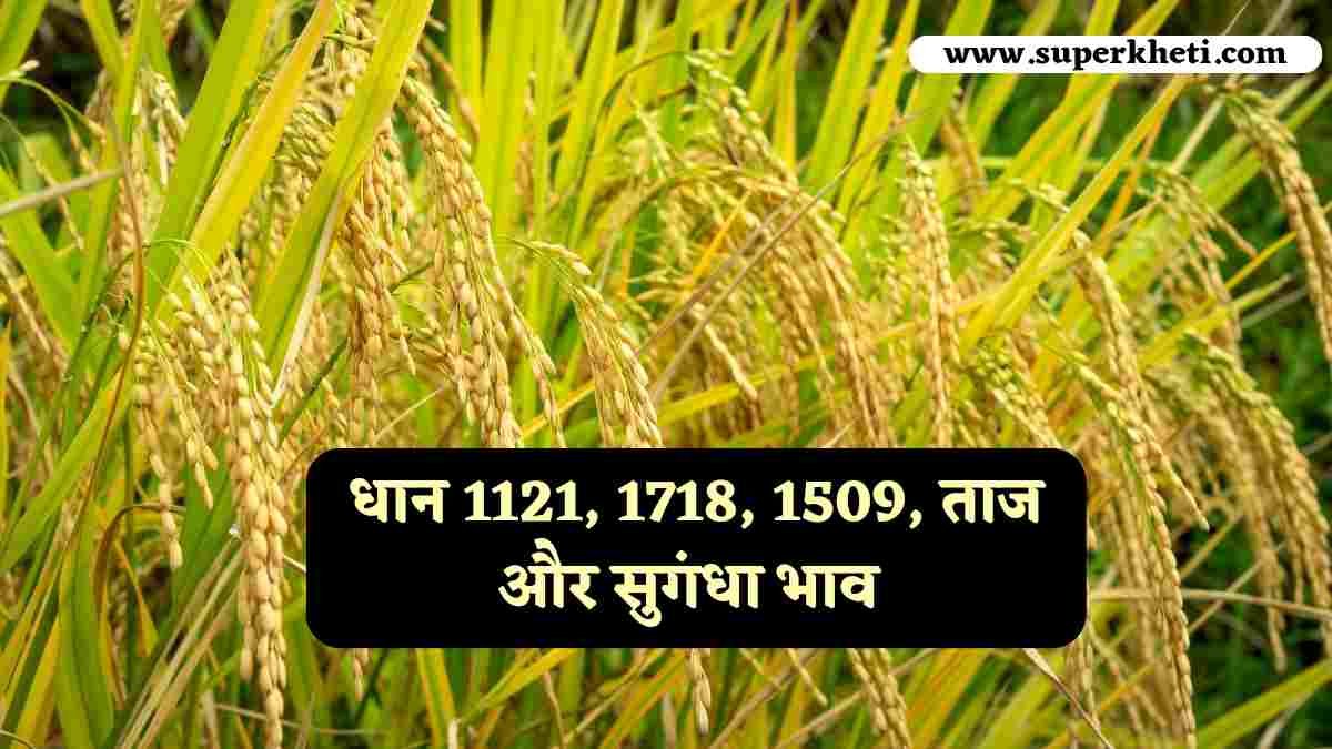 धान का रेट 09 नवंबर 2024: धान 1121, 1718, 1509 और सुगंधा सहित अन्य सभी वैरायटी धान का भाव 