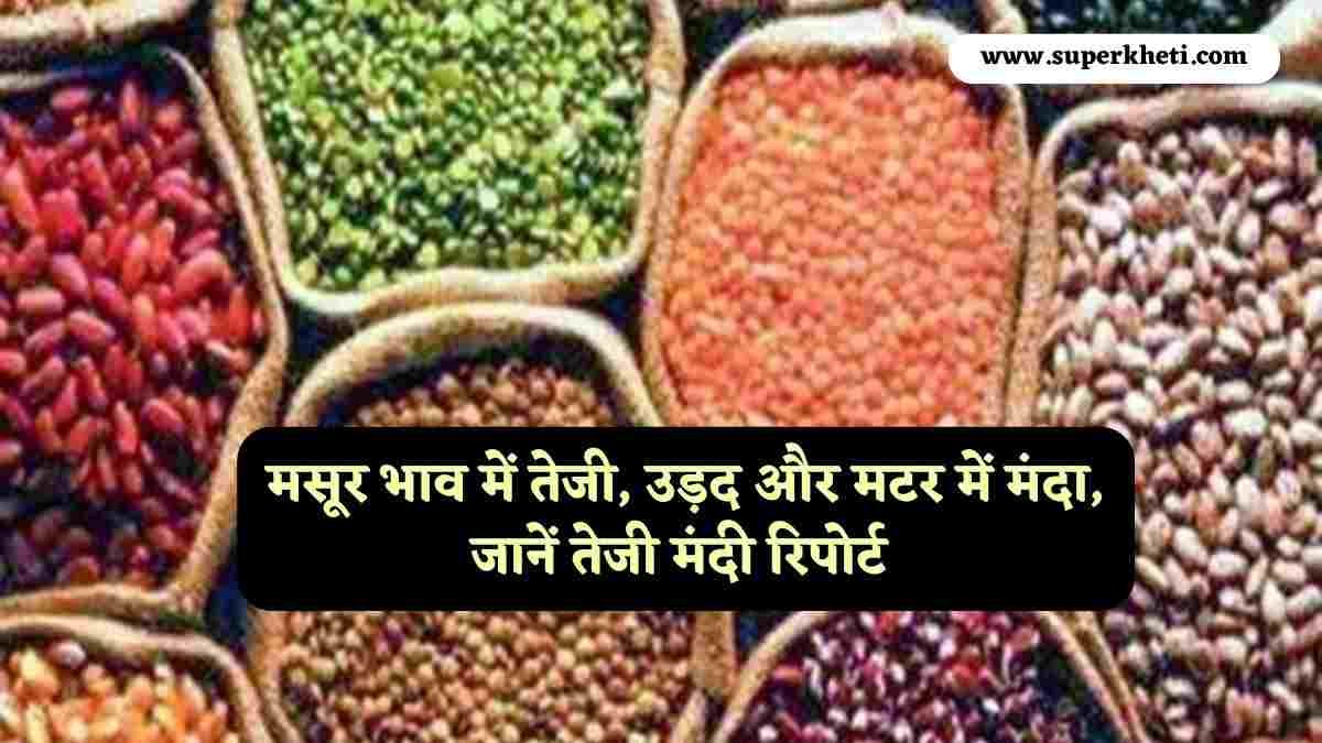 मसूर भाव में तेजी, उड़द और मटर में मंदा, जानें मटर, उड़द और मसूर तेजी मंदी रिपोर्ट 