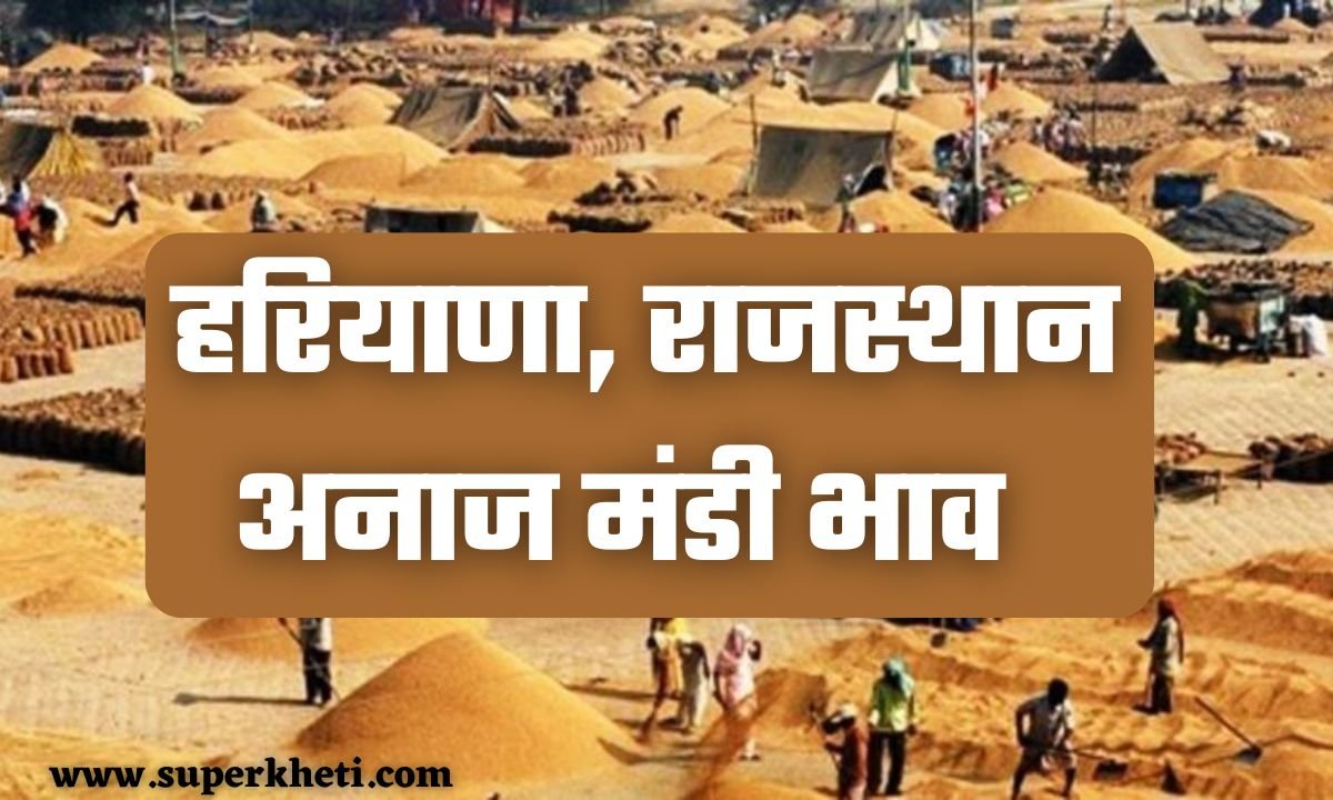 Anaj Rate Today: सरस, ग्वार, मूंग, नरमा सहित हरियाणा और राजस्थान अनाज मंडी भाव 25 दिसंबर 2024 का ताजा रेट
