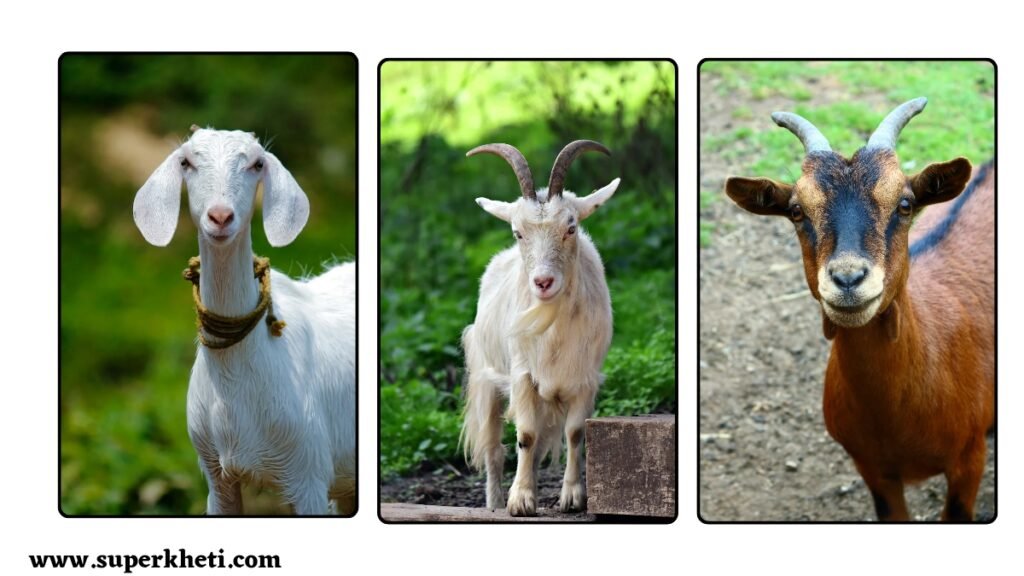 Bakri Ki 4 Best Nasal : बकरी पालन में करें इन 4 टॉप नस्ल का चयन, मिलेगा शानदार कमाई का अवसर, जानें पूरी डिटेल