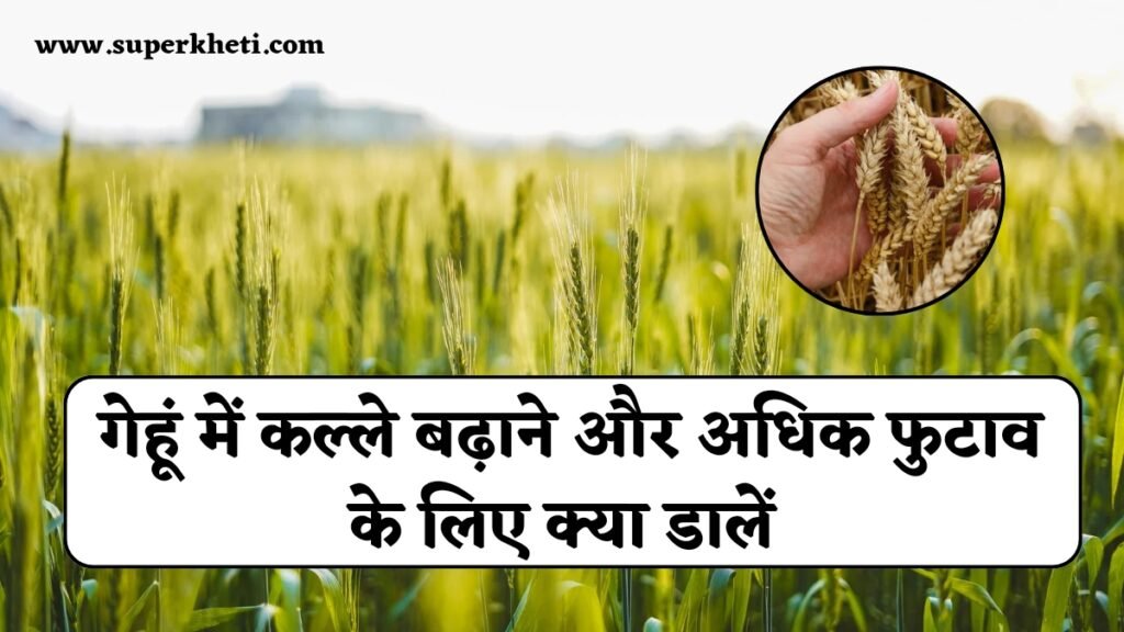 Budding in Wheat Field: गेहूं में कल्ले बढ़ाने और अधिक फुटाव के लिए क्या डालें, जानें कृषि विशेषज्ञों की सलाह 